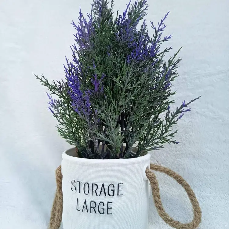 Maceta de Lavanda's photo #1