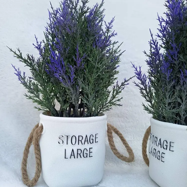 Maceta de Lavanda's photo #1