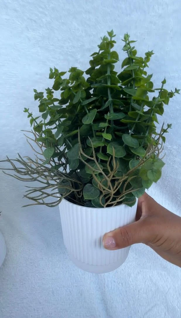 Maceta blanca con planta's foto | CASAVIVA |  BizneCubano